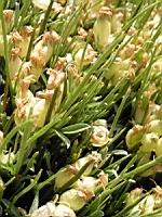 Cytise herisson - Erinacea Anthyllis (fam. Papilionacees) (02) (Photo F. Mrugala)